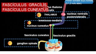 En Özet Fasciculus Gracilis ve Fasciculus Cuneatus [upl. by Riegel]