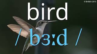 How to Pronounce Bird  Learn British English [upl. by Madelina]