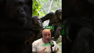 Living Among Chimpanzees 20 Years of Unseen Wildlife Footage  Paul Rosolie amp Joe Rogan jre [upl. by Saberhagen]