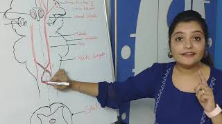 SPINAL TRACT  CORTICOSPINAL TRACT PYRAMIDAL TRACT  PART 6 [upl. by Iveksarap]