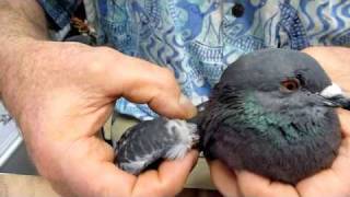 Help for Pigeon with Droopy Wing Unable to Fly [upl. by Sakul748]