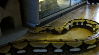 Huge Tiger Reticulated Python [upl. by Dlorag107]