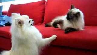 2007 White Pomeranian Dog VS Himalayan Cat [upl. by Ydal852]