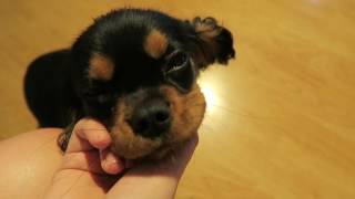 Cavalier King Charles Spaniel 4 Months Old [upl. by Onaled358]