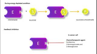 Regulation of Glycolysis Hexokinase and Glucokinase PFK1 Pyruvate Kinase regulation [upl. by Haynor]