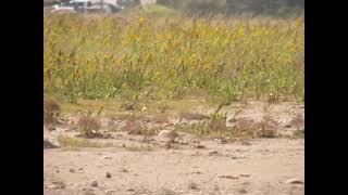 Whimbrel on the run [upl. by Nnyleitak]