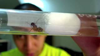 New Camponotus sp Queen by AntsCanada [upl. by Churchill]