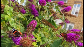 Buddleia davidii  Butterfly Bush the best and most fragrant plant for butterflies in my UK garden [upl. by Letsyrc]