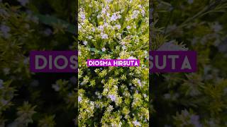 Diosma Hirsuta Pink Fountain Flower shorts [upl. by Eliam355]