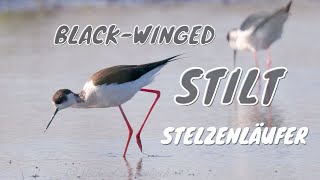 Blackwinged Stilt Himantopus himantopus  Stelzenläufer [upl. by Nosna]