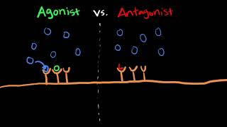 The Difference Between Agonists vs Antagonists [upl. by Lan]