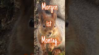 Bye Bye Wochenende 🙋🏼‍♂️ Tierisch witzige Sonntagsgrüße zum Teilen 🐿 [upl. by Haimorej464]