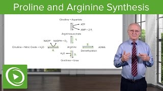 Proline amp Arginine Synthesis – Biochemistry  Lecturio [upl. by Kleper]