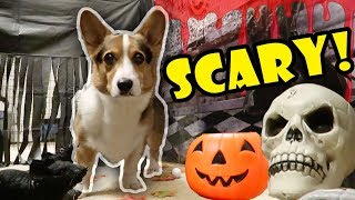 Corgis Haunted Halloween Tunnel [upl. by Homovec]