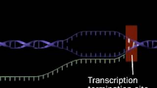 Transcription  RNA synthesis  RNA polymerase [upl. by Aribold]