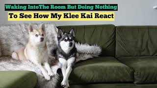 Mini Husky Can’t Handle Sitting In Silence  Alaskan Klee Kai  Dad Vs Mom [upl. by Ardet]