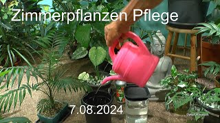 Zimmerpflanzen im Dschungel Pflanzenpflege und Entwicklungen mit neuem Wasser [upl. by Oletha]