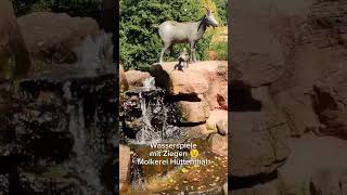 Wasserspiele mit Ziegen 😉🐐 Molkerei Hüttenthal Odenwald [upl. by Nywloc]