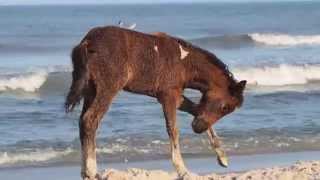 Assateague Island Wild Horses Swimming [upl. by Nance]