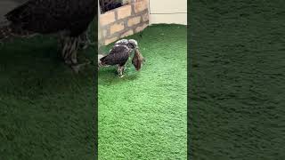 Beautiful Peregrine falcon chick training  Beautiful Chick  falconery falconery falcoon [upl. by Viglione101]