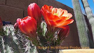 Stenocereus Thurberi Cactus Time Lapse [upl. by Mchugh965]