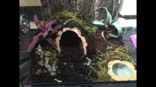 NATURAL SETUP FOR BRACHYPELMA SMITHI [upl. by Aicre]