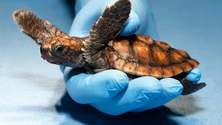 Loggerhead turtle update [upl. by Nalhsa743]