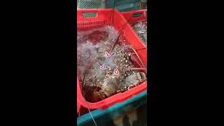 SPINY LOBSTER IN SEAFOOD MARKET [upl. by Melmon923]