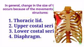 MOVEMENTS OF THORACIC CAGE Thoracic lid Upper amp Lower costal series Pump amp Bucket handle movement [upl. by Randolf]