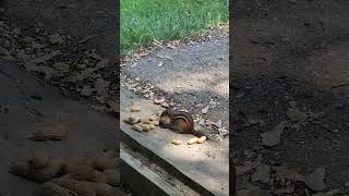 Buster Douglas building the Stash chipmunk wildlife animals cuteanimals funnyanimals [upl. by Eiramait]