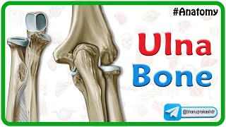 Ulna Bone Anatomy Animation [upl. by Baal834]