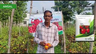 Bayer Seminis  Ansal  Tomato Seed  Farmer Testimonial [upl. by Casimir]