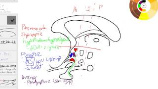 hypothalamus nuclei overview [upl. by Esidnac]