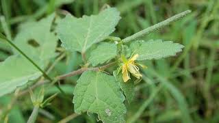 カラスノゴマCorchoropsis tomentosa 07240924ガイコツ山栗原林 [upl. by Alfie]