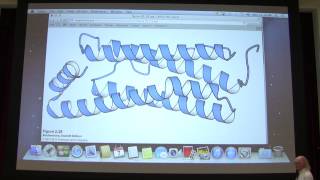 Aherns Biochemistry 4  Protein Structure I [upl. by Grissom146]