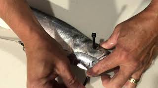 HOW TO RIG A RIBBON FISH TO CATCH SPANISH MACKEREL [upl. by Mike]