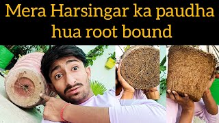 Mera Harsingar ka paudha hua root bound 😱 [upl. by Annaiel]