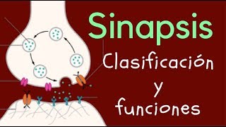 SINAPSIS Clasificación y funciones [upl. by Nelhsa]