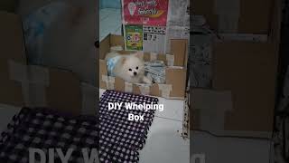 DIY Whelping Box for dogs [upl. by Winchell533]