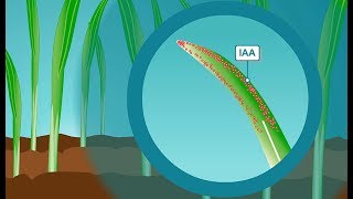 Plant hormones How IAA the most common form of auxin works [upl. by Eseneg694]