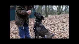 Dutch Shepherd Tygo KNPV training in Holland [upl. by Romano]