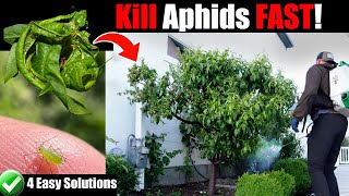 Kill Aphids for Good  4 Easy Options [upl. by Ielarol]