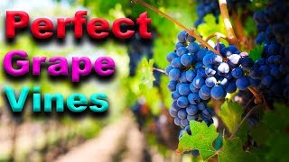 ESSENTIAL Grape Vine Growing Tips  That Really WORK [upl. by Nevyar]