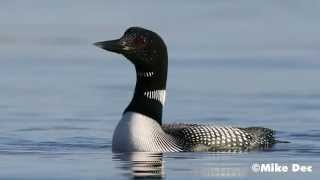 Common Loon Calling Lake Kabetogama Voyageurs National Park [upl. by Erihppas]