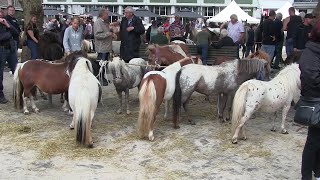 Pony en paardenmarkt Bemmel 2023 [upl. by Rajiv]