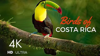 Birds of Costa Rica 4K [upl. by Audly]