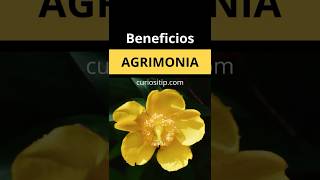 Beneficios de la Agrimonia Propiedades y Todo para la Salud [upl. by Eissirhc]