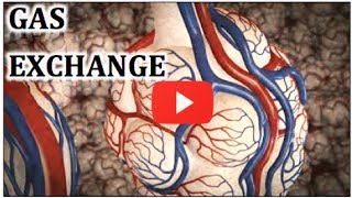 Gas Exchange in Lungs Physiology Video Animation  MADE EASY [upl. by Germin]