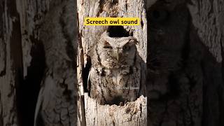 Screech owl call [upl. by Odo]