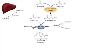 Ketone Body Synthesis  Ketogenesis  Formation Pathway and Regulation [upl. by Tahp802]